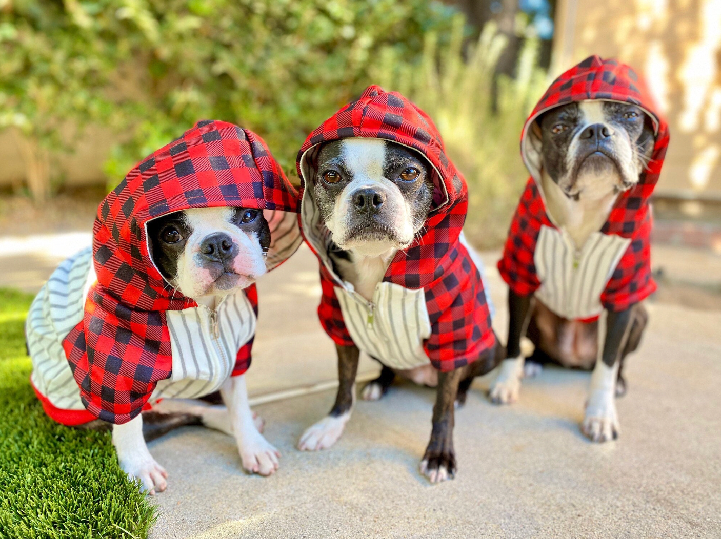 BUFFALO PLAID DOG HOODIE IN SIZE L, Frenchie Dog, French Bulldog pet products
