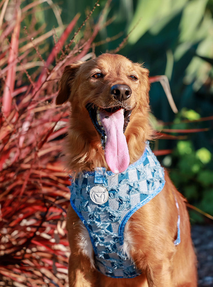 Frenchiestore Reversible Dog Health Harness | Denim, Frenchie Dog, French Bulldog pet products