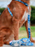 مقود الكلب Frenchiestore الفاخرة | الدنيم ، فرينشي دوج ، منتجات البلدغ الفرنسية للحيوانات الأليفة