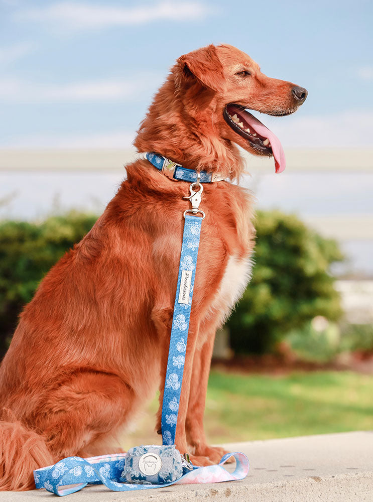 Denim Bundle | Frenchiestore, Frenchie Dog, French Bulldog pet products