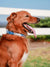 Frenchiestore Breakaway Dog Collar | Denim, Frenchie Dog, French Bulldog pet products