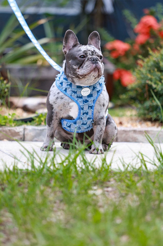 Frenchiestore Reversible Dog Health Harness Denim