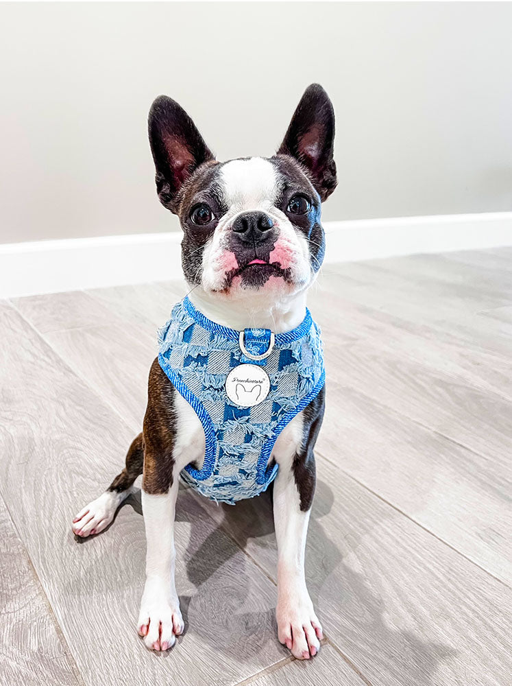 Frenchiestore Reversible Dog Health Harness | Harry Pupper, Size: Medium