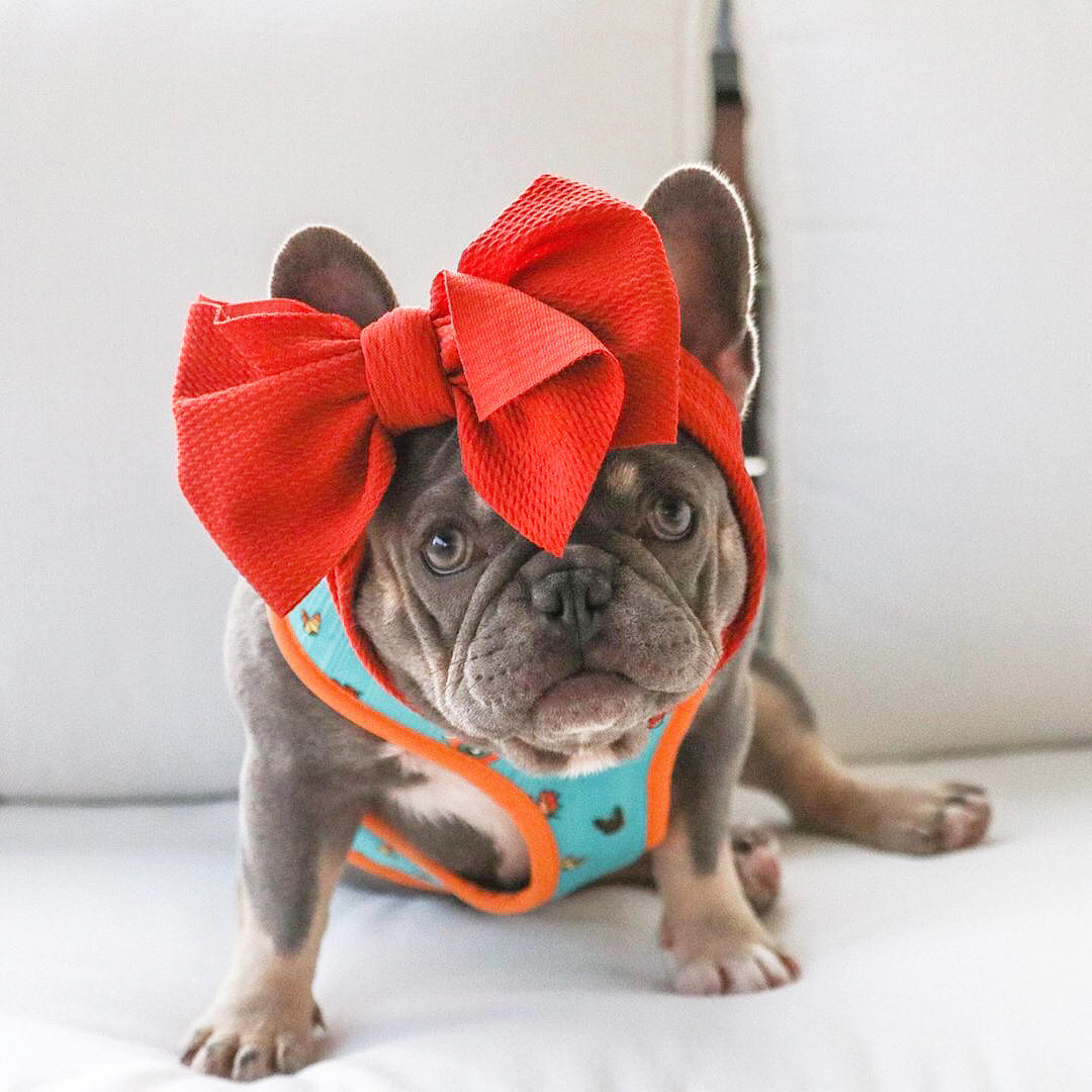 Frenchiestore Pet Head Bow | Vintage red, Frenchie Dog, French Bulldog pet products
