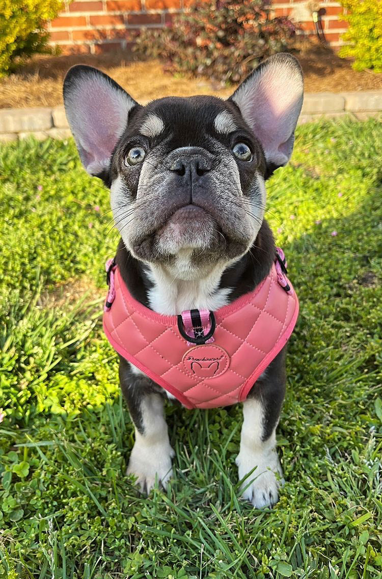Frenchiestore Neck Adjustable Vegan Leather Health Harness | Coral Varsity, Frenchie Dog, French Bulldog pet products