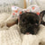 Lazo para la cabeza del animal doméstico Frenchiestore | Productos para mascotas Sunny Side, Frenchie Dog, French Bulldog