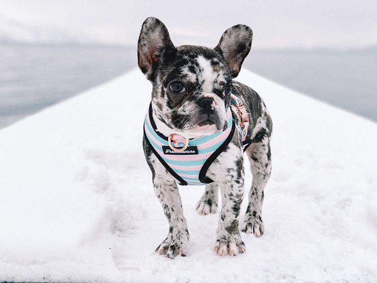 Frenchiestore Reversible Dog Health Harness | Pink StarPup, Frenchie Dog, French Bulldog pet products