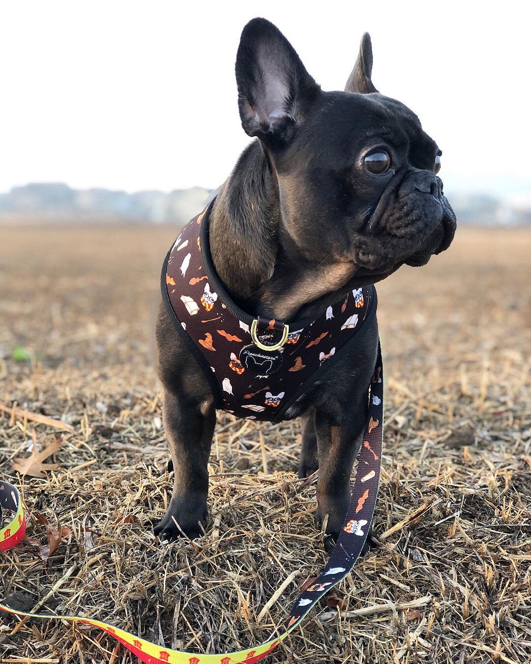 Drip Dog Classic LV Harness and Leash