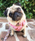 Arnés de salud para perros reversible Frenchiestore | Productos para mascotas Wild One, Frenchie Dog, French Bulldog
