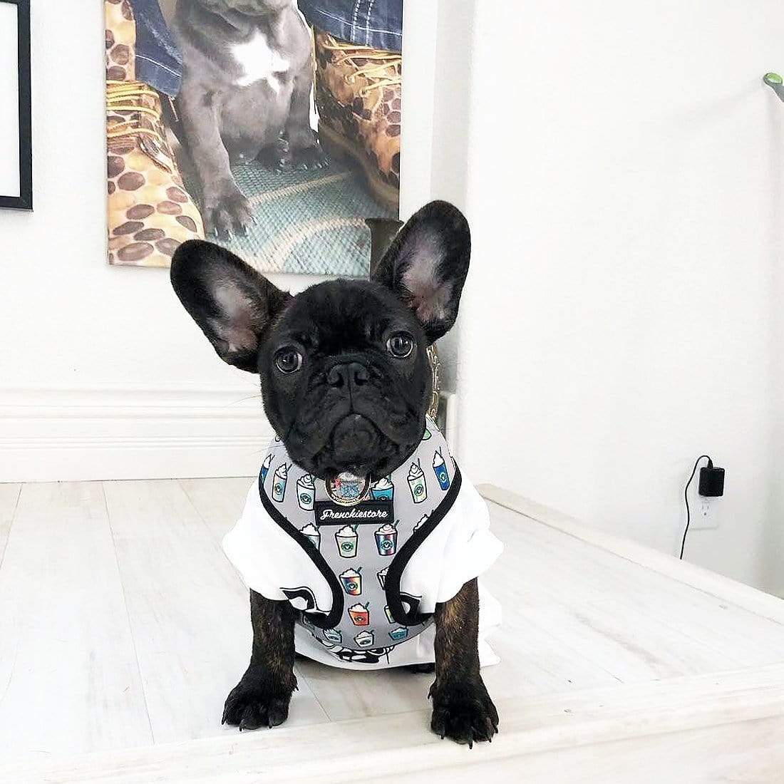 Frenchiestore Reversible Dog Health Harness | Mint StarPup, Frenchie Dog, French Bulldog pet products