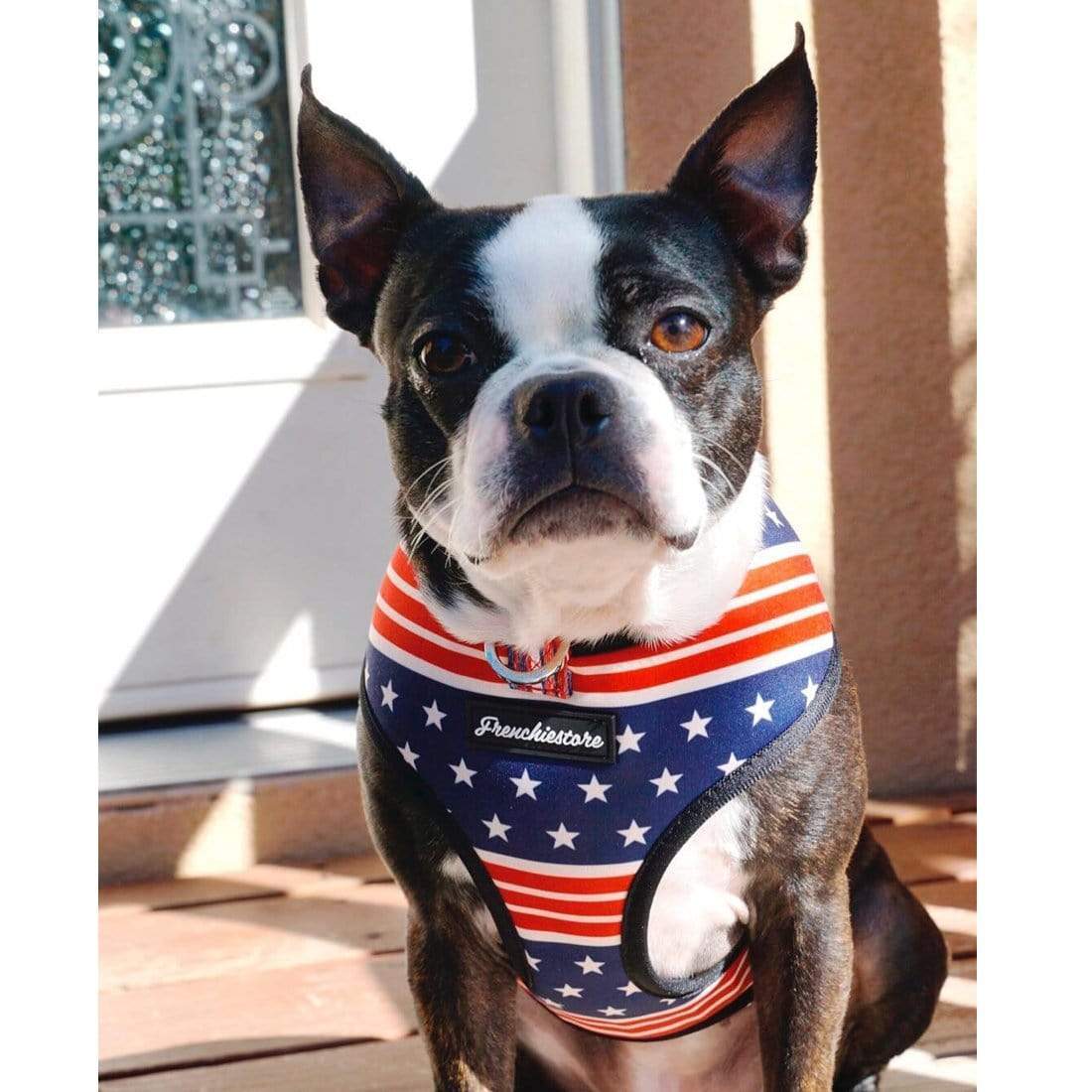 Frenchiestore Reversible Dog Health Harness | Harry Pupper, Size: Medium