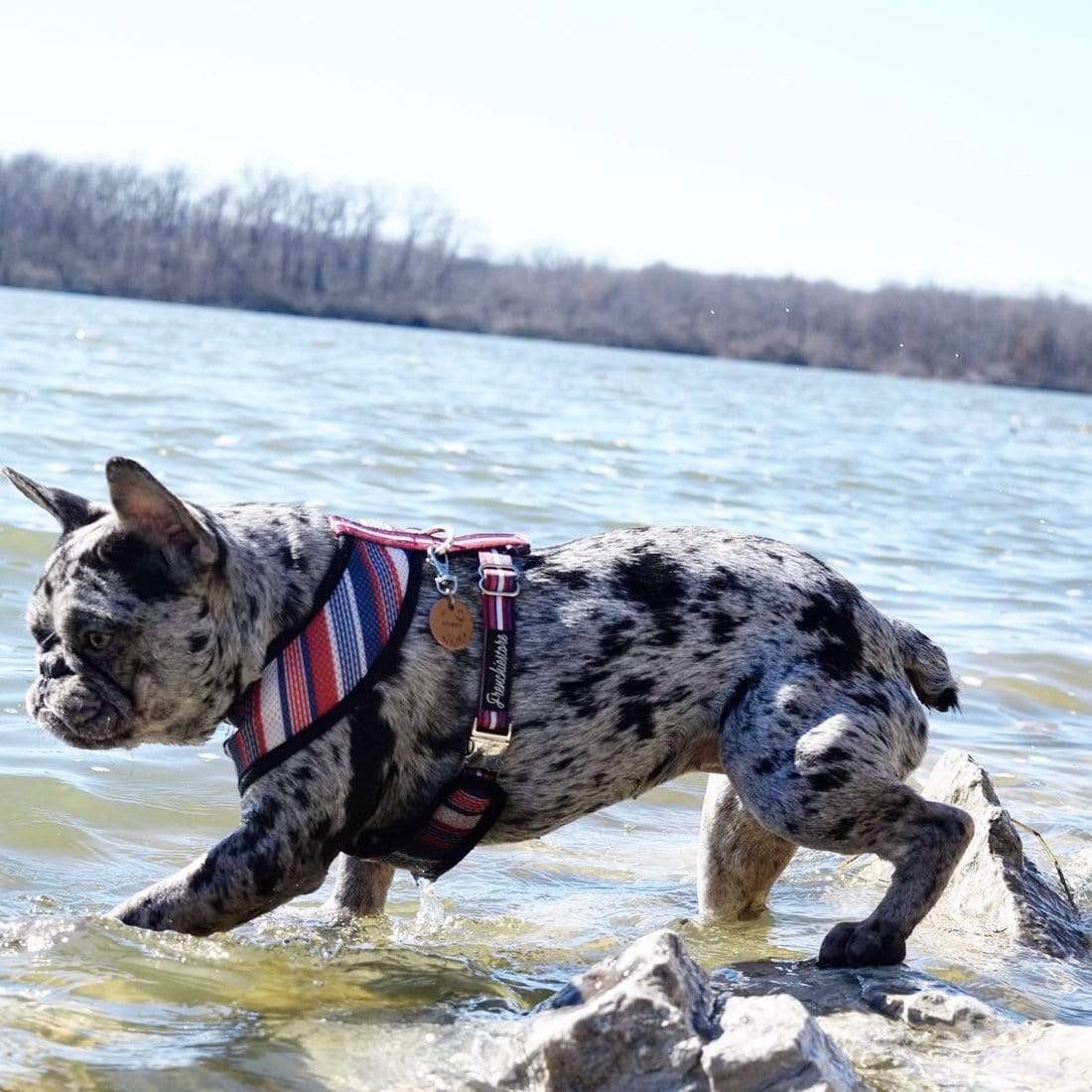 Frenchiestore Reversible Dog Health Harness | All American, Frenchie Dog, French Bulldog pet products