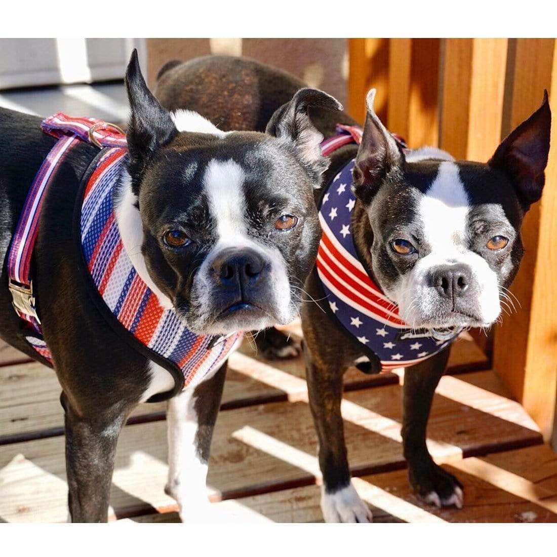 Frenchiestore Reversible Dog Health Harness | All American, Frenchie Dog, French Bulldog pet products