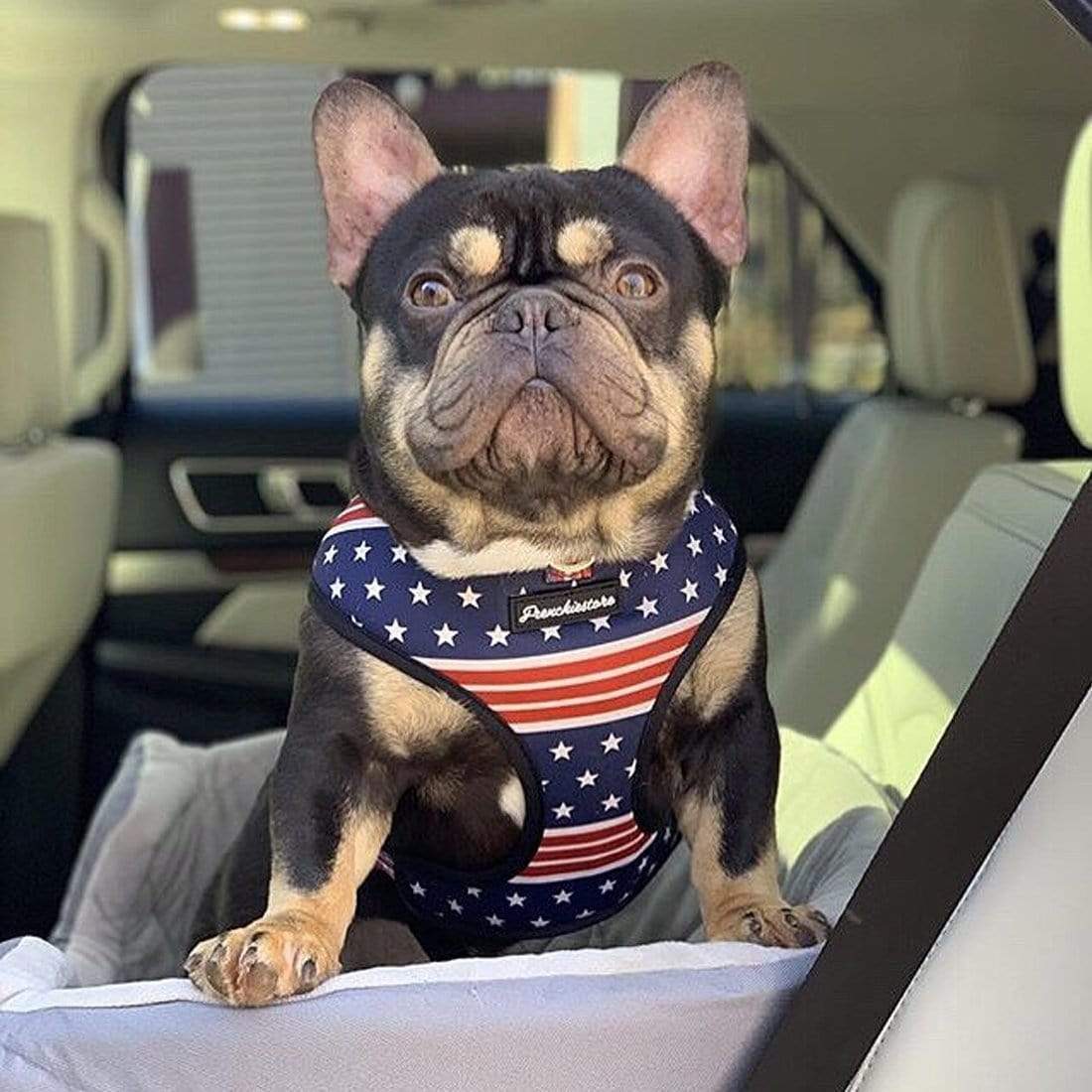 Frenchiestore Reversible Dog Health Harness | All American, Frenchie Dog, French Bulldog pet products