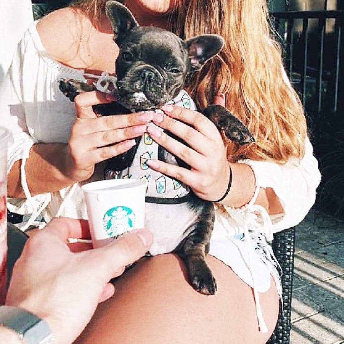 Frenchiestore Reversible Dog Health Harness | Mint StarPup, Frenchie Dog, French Bulldog pet products