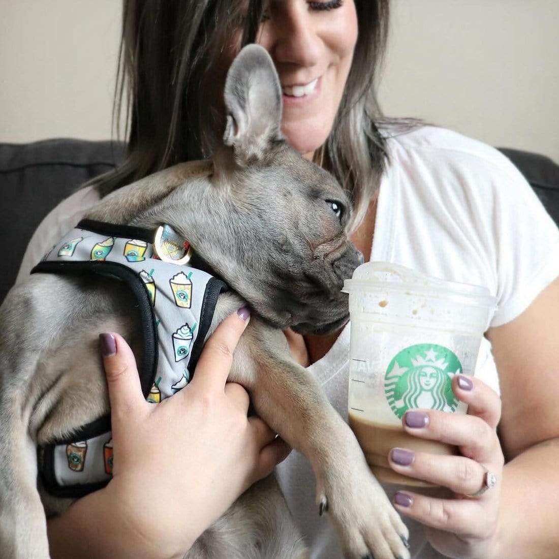 Frenchiestore Reversible Dog Health Harness | Mint StarPup, Frenchie Dog, French Bulldog pet products