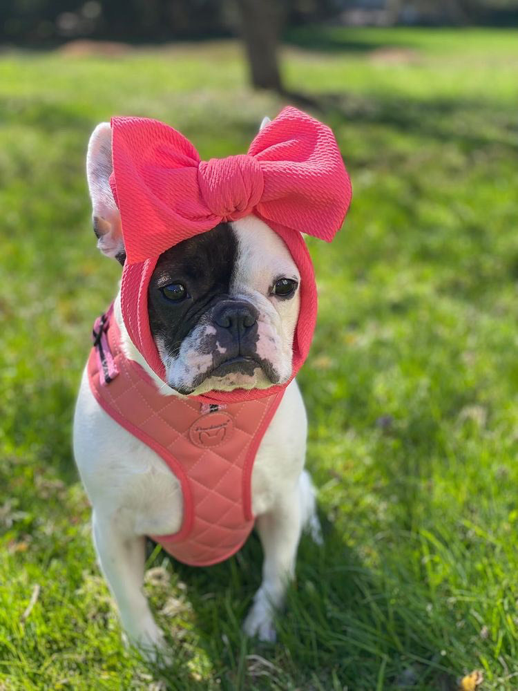 Frenchiestore Neck Adjustable Vegan Leather Health Harness | Coral Varsity, Frenchie Dog, French Bulldog pet products