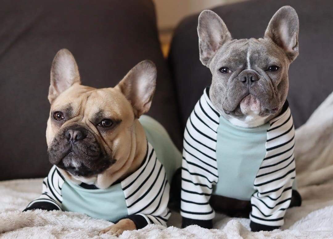 French Bulldog Pajamas Frenchie Clothing Blue Frenchie dog