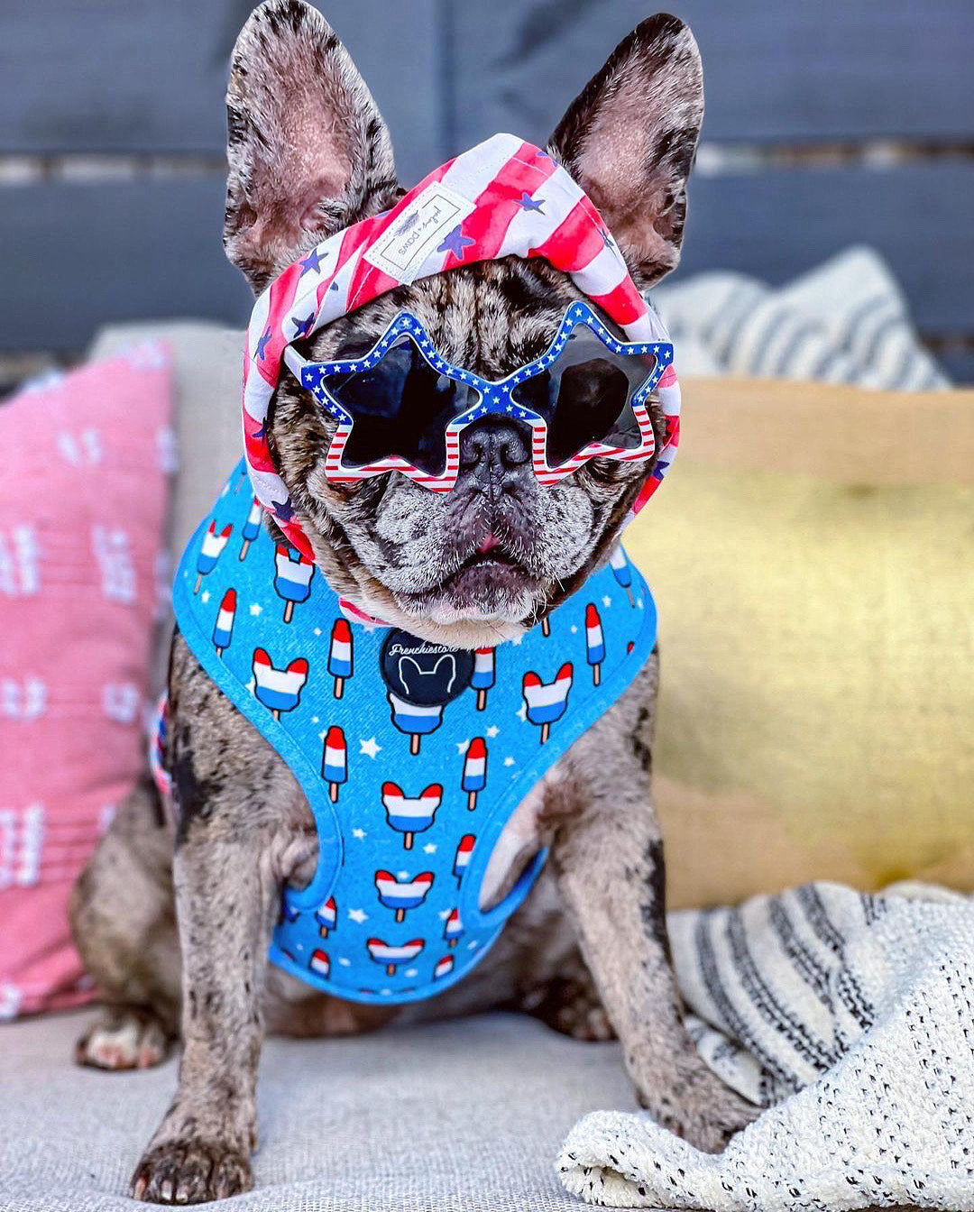 Frenchiestore Reversible Dog Health Harness | Bombastic, Frenchie Dog, French Bulldog pet products