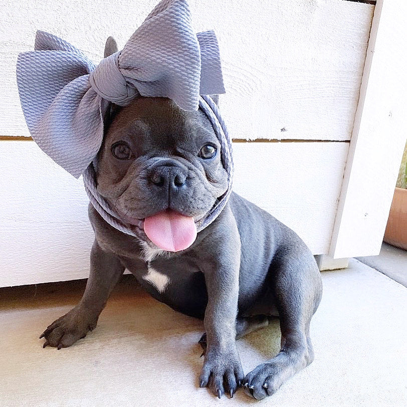 Frenchiestore Pet Head Bow | Silver, Frenchie Dog, French Bulldog pet products