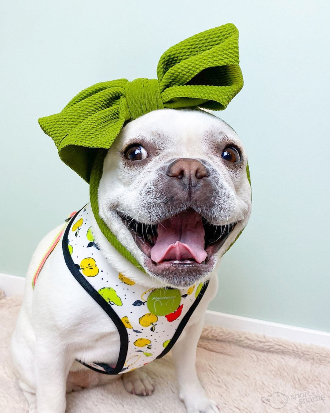 Frenchiestore Reversible Dog Health Harness | Apple, Frenchie Dog, French Bulldog pet products