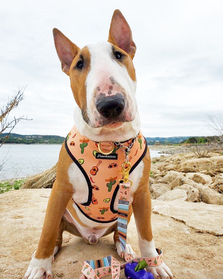 Frenchiestore Reversible Dog Health Harness | Livin&#39; La Vida Frenchie, Frenchie Dog, French Bulldog pet products