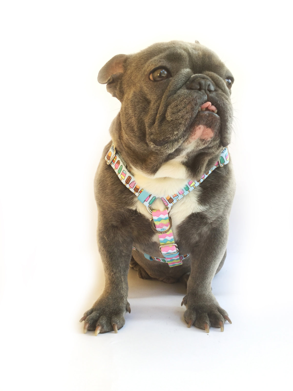 Frenchiestore Adjustable Pet Health Strap Harness | Ice Cream, Frenchie Dog, French Bulldog pet products