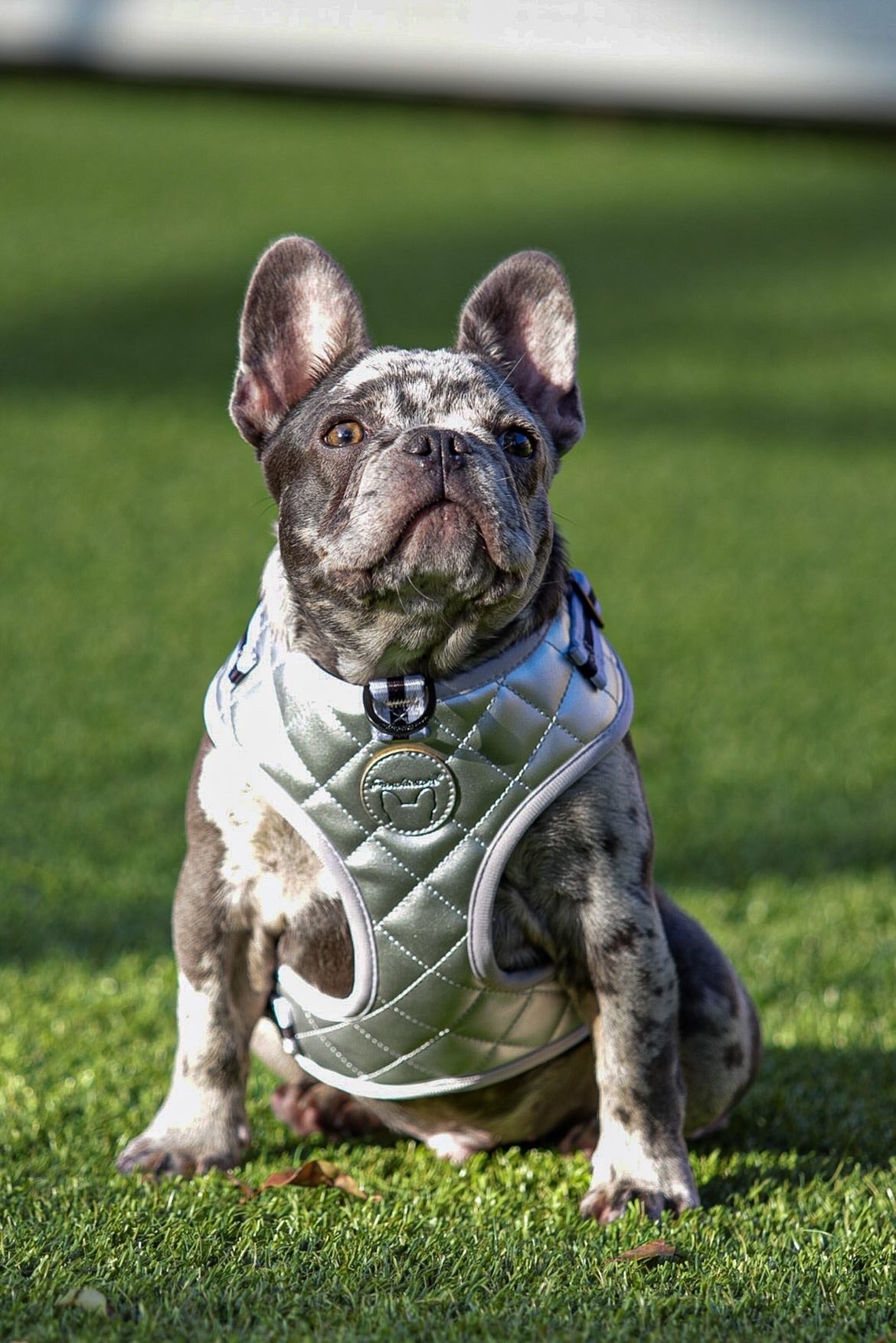 Silver Vegan Varsity Bundle | Frenchiestore, Frenchie Dog, French Bulldog pet products