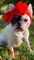 Frenchiestore Лук в виде головы любимца | Товары для животных Red, Frenchie Dog, French Bulldog
