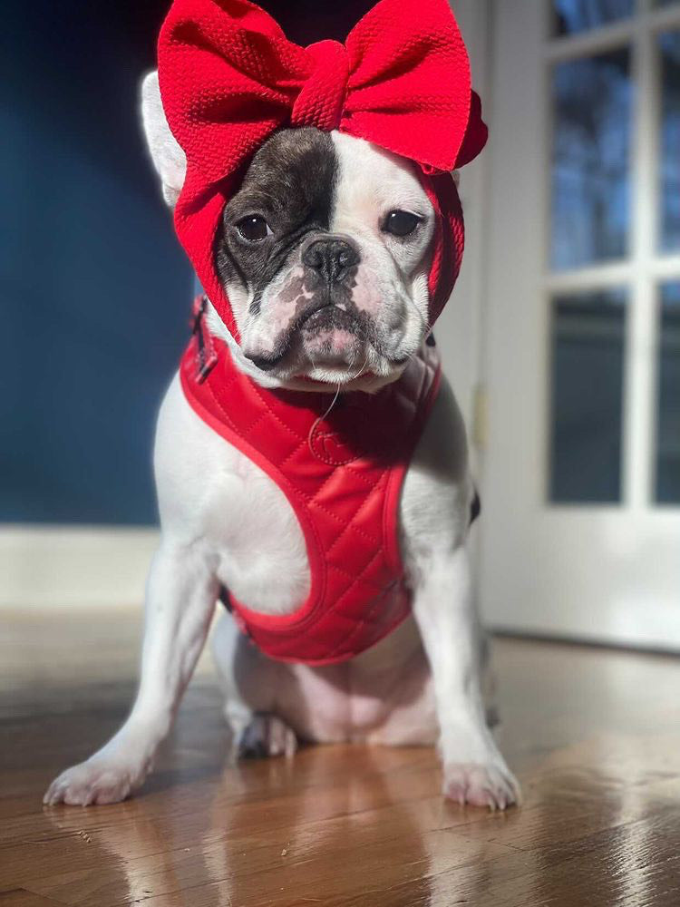 Frenchiestore Neck Adjustable Vegan Leather Health Harness | Red Varsity, Frenchie Dog, French Bulldog pet products