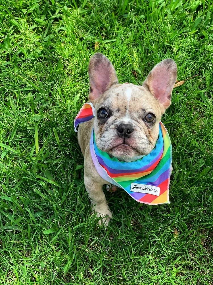Frenchiestore Dog Cooling Bandana | Pride Flag, Frenchie Dog, French Bulldog pet products
