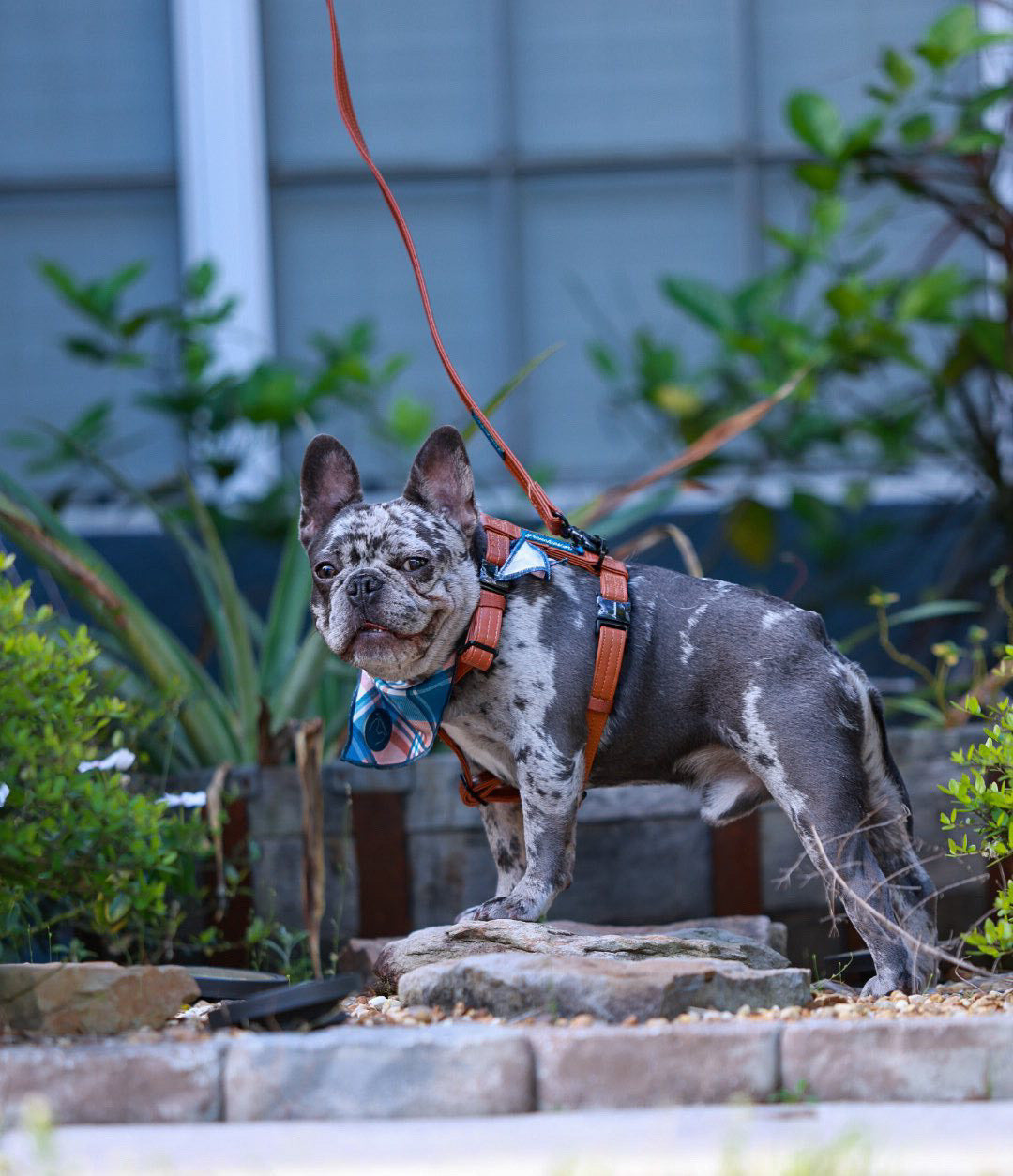 French bulldog strap harness best sale