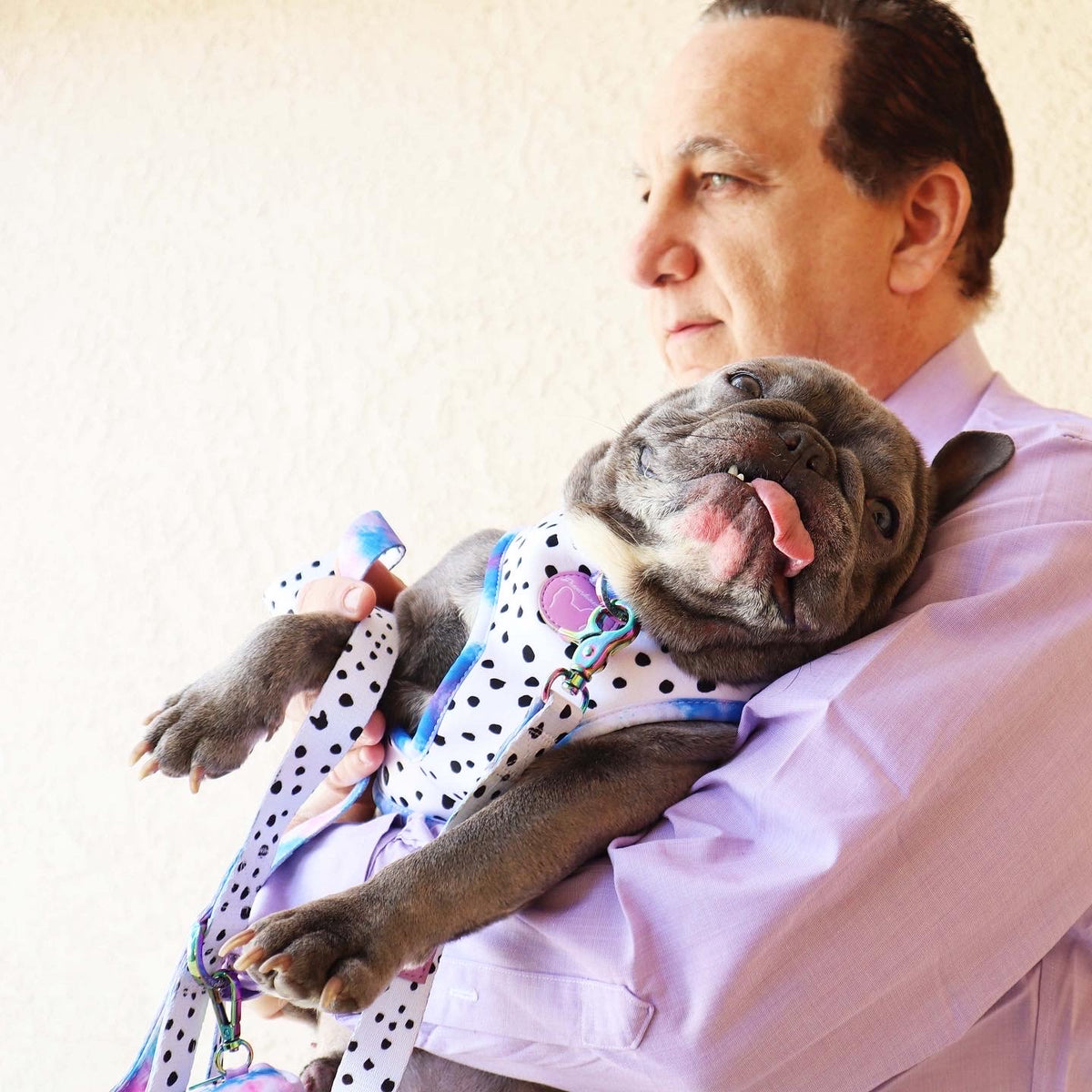 Frenchiestore Reversible Dog Health Harness | 101 Dalmatians, Frenchie Dog, French Bulldog pet products