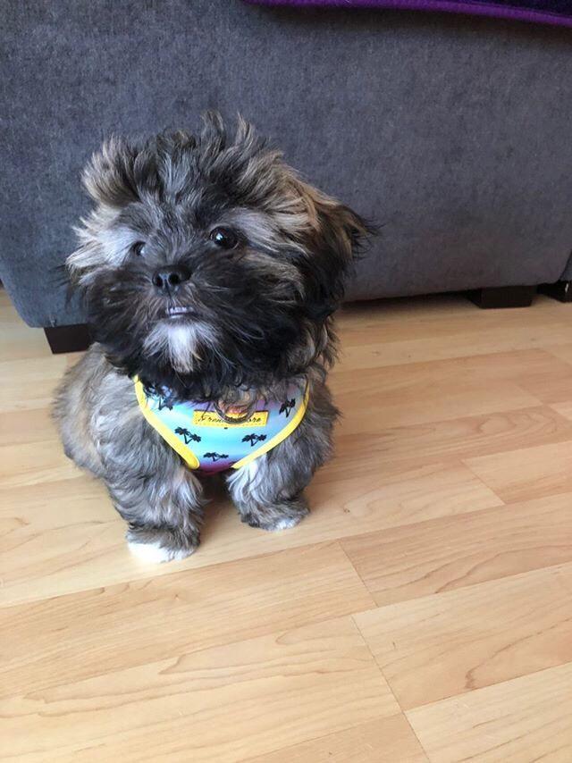 Frenchiestore Reversible Dog Health Harness | California Dreamin&#39;, Frenchie Dog, French Bulldog pet products