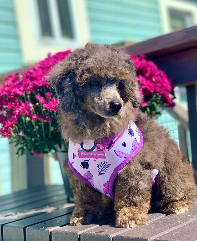 FiFi Clover Harness – My Perfect Mood