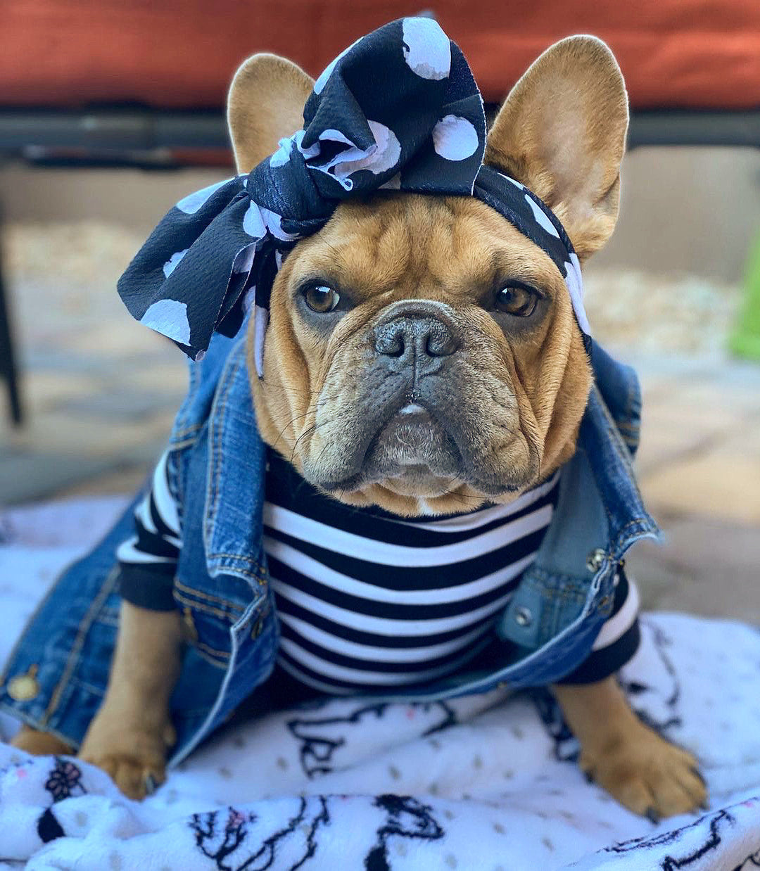 Frenchiestore Pet Head Bow | Polka Dots, Frenchie Dog, French Bulldog pet products