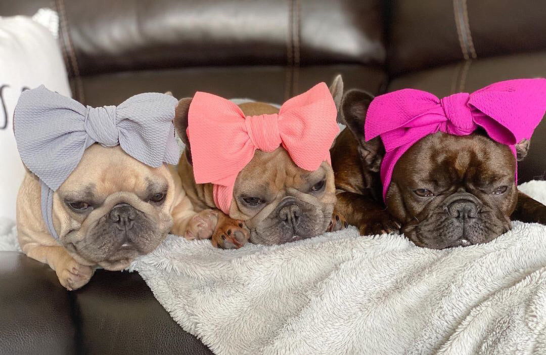 Frenchiestore Pet Head Bow | Silver, Frenchie Dog, French Bulldog pet products