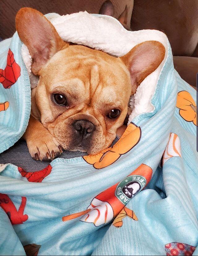 French Bulldog Frenchie Dog Striped Pumpkin Halloween Throw outlets Blanket