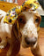 Frenchiestore Pet Head Bow | Cherry Blossom, Frenchie Dog, prodotti per animali domestici Bulldog francese
