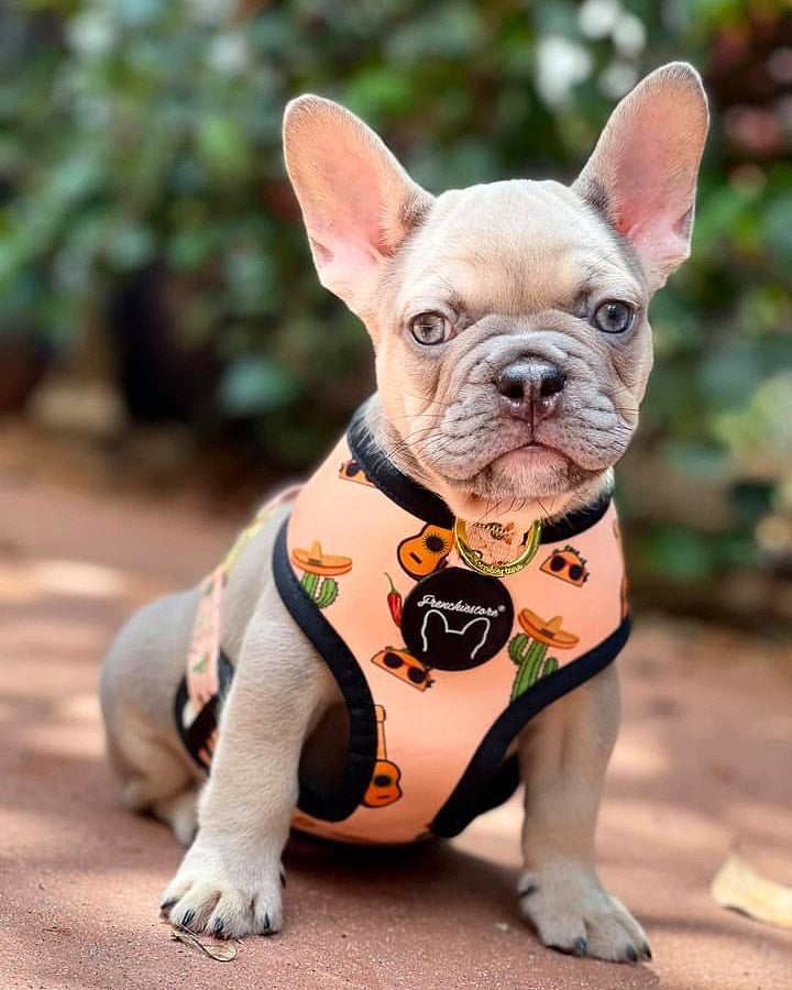 Frenchiestore Reversible Dog Health Harness | Livin' La Vida Frenchie, Frenchie Dog, French Bulldog pet products