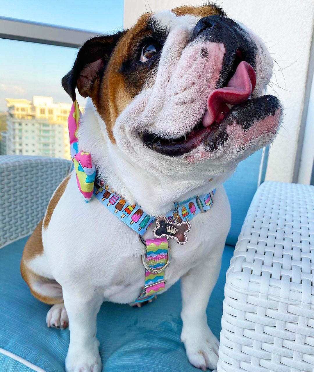 French Bulldog Harness Versatile Health Harness Ice Cream 