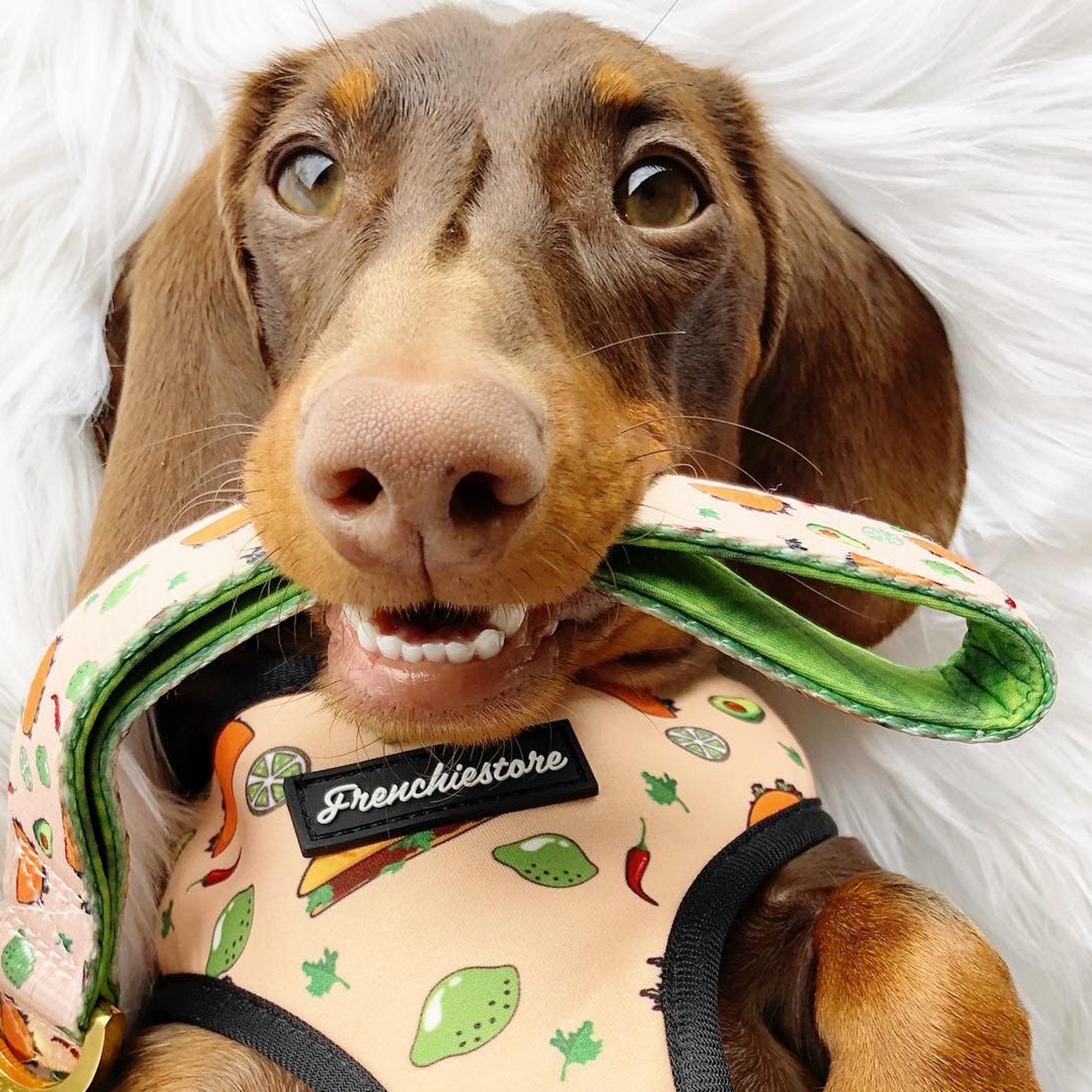 Frenchiestore Dog Luxury Leash | Taco bout it, Frenchie Dog, French Bulldog pet products