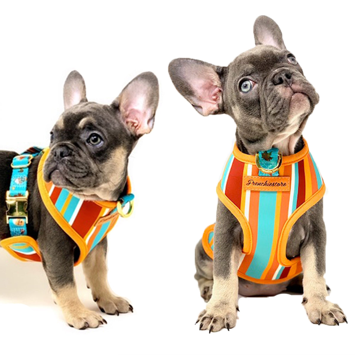 FruitFido Frenchie Breathable Harness – frenchie Shop
