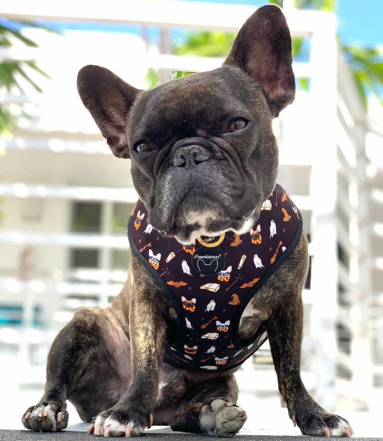 frenchie louis vuitton harness