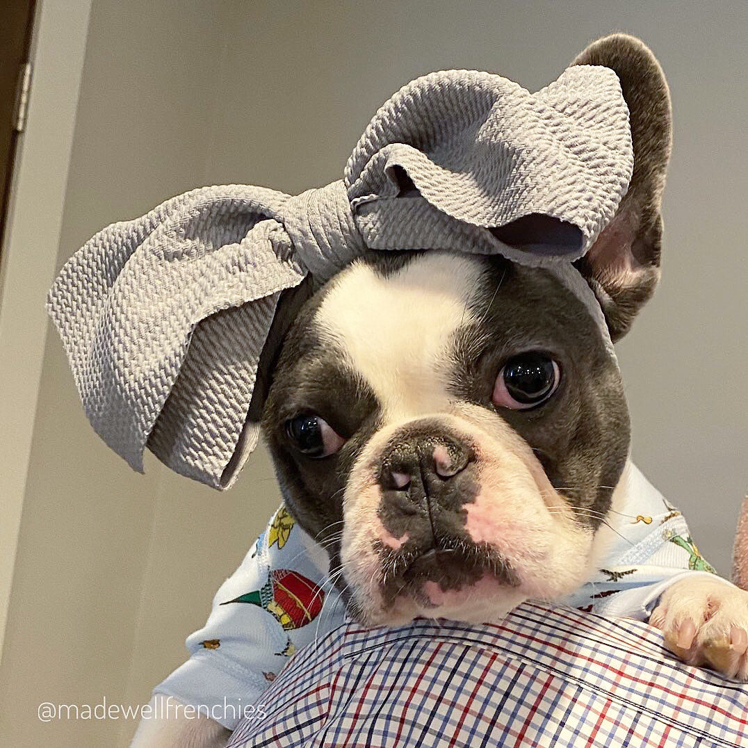 Frenchiestore Pet Head Bow | Silver, Frenchie Dog, French Bulldog pet products