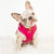 Arnés de salud de cuero vegano ajustable para el cuello de Frenchiestore | Productos para mascotas Beet Varsity, Frenchie Dog, French Bulldog