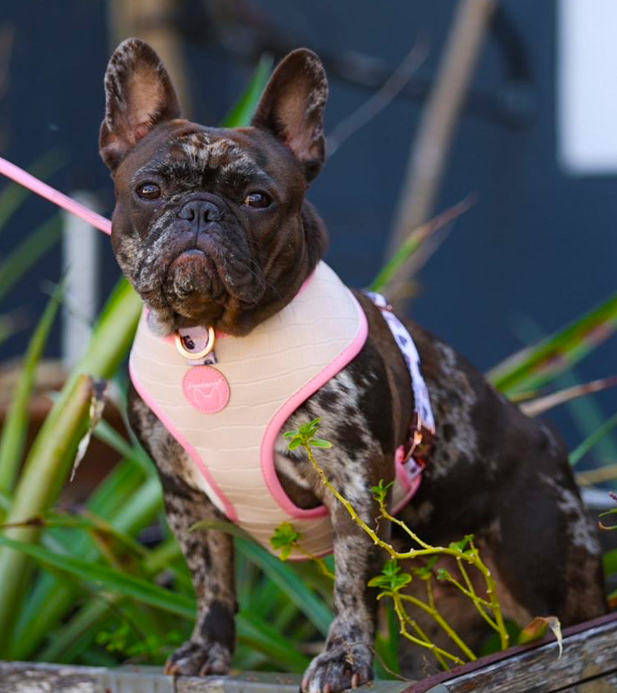 French Bulldog Harness Versatile Health Harness Wild One 