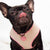 Imbracatura per la salute del cane reversibile Frenchiestore | Prodotti per animali domestici arrossiti, Frenchie Dog, Bulldog francese
