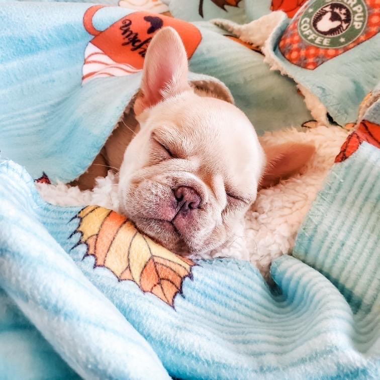 Frenchie dog blanket best sale