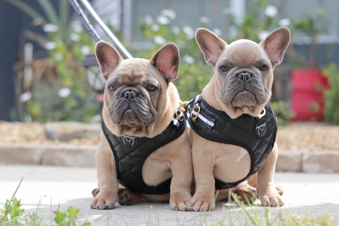 Harness Made of High-quality Leather for French Bulldog - €82.5